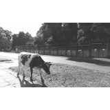 Апсны - 2.jpg Апсны - 2.jpg